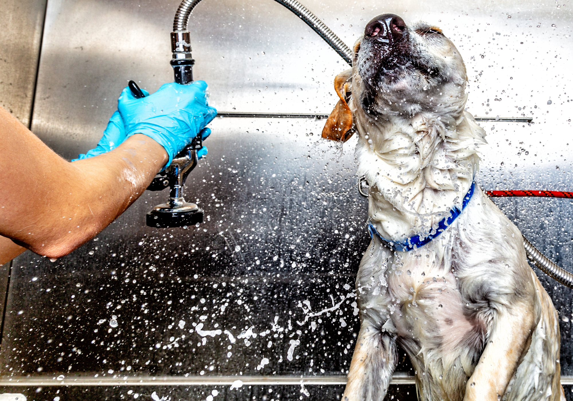 Pet Wash